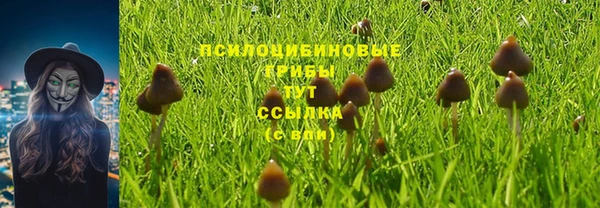 индика Новозыбков